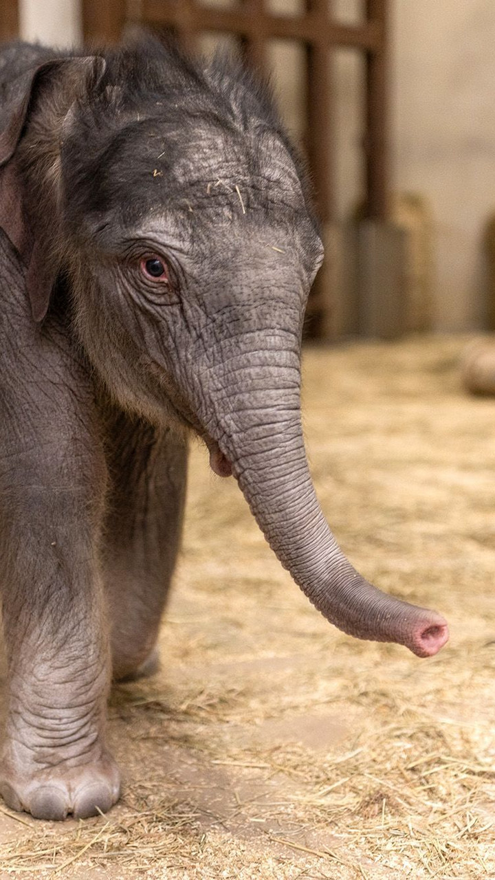 Baby Elephant Debuts at National Zoo: What to Know Before You Go