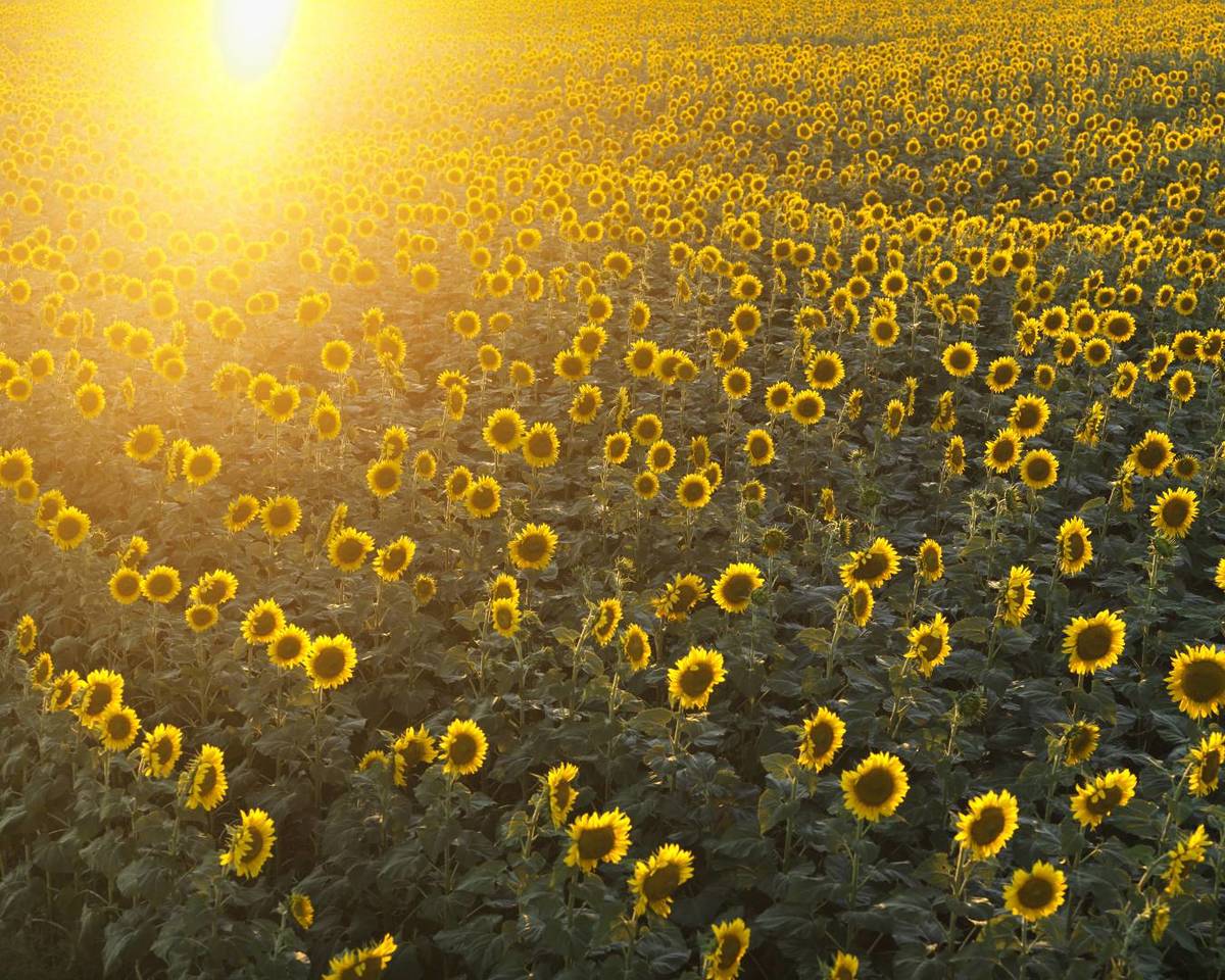 Sunflower fields in bloom at Burnside Farms Summer of Sunflower Festival in Nokesville, VA