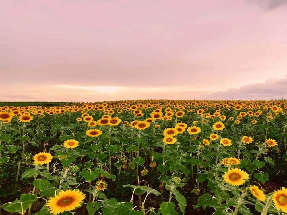 A vast field of bright yellow sunflowers under a pinkish sunset sky at Burnside Farms in Nokesville, Virginia.