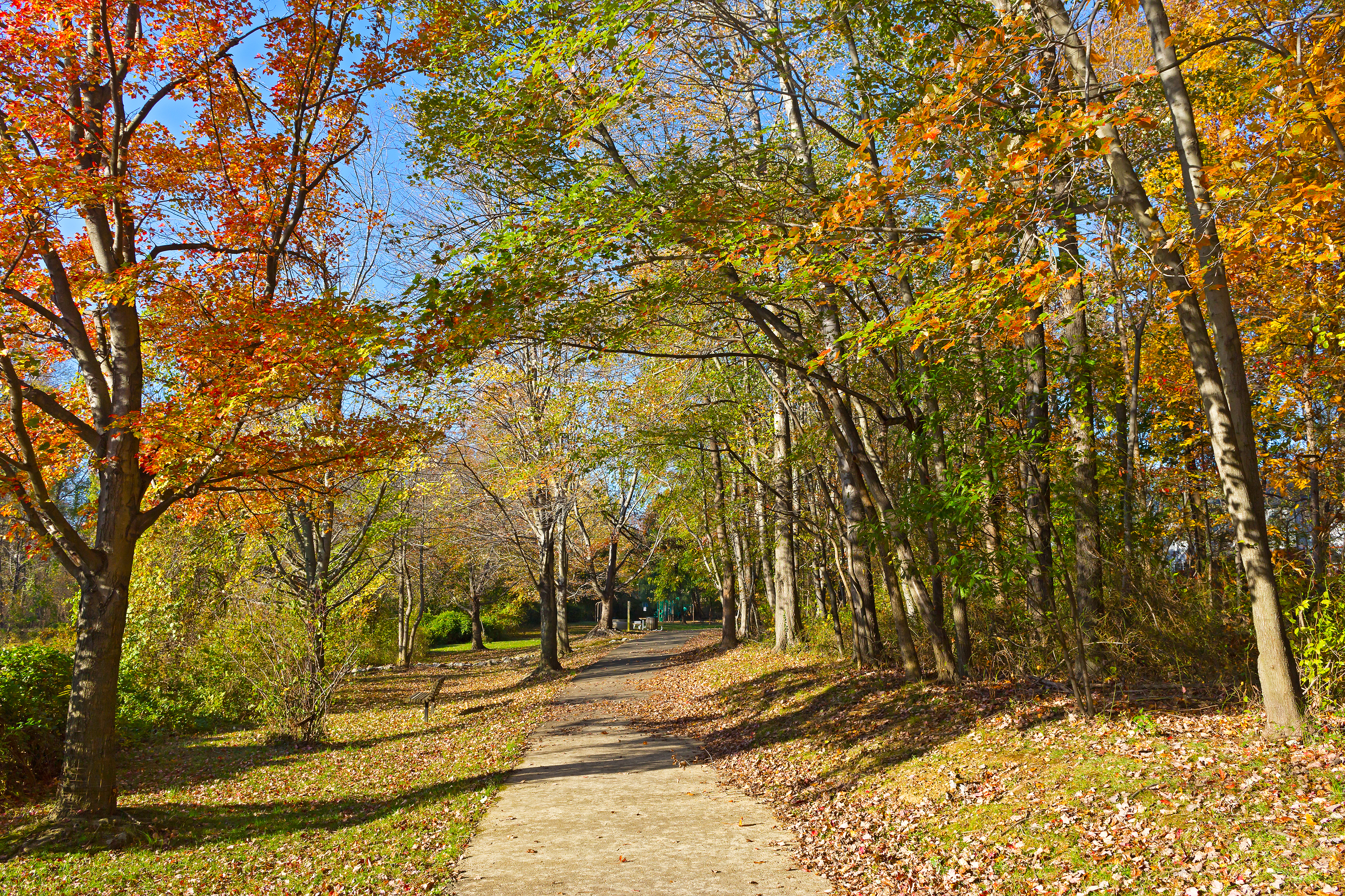 Trees in autumn colors on a walking trail in a Falls Church, VA park