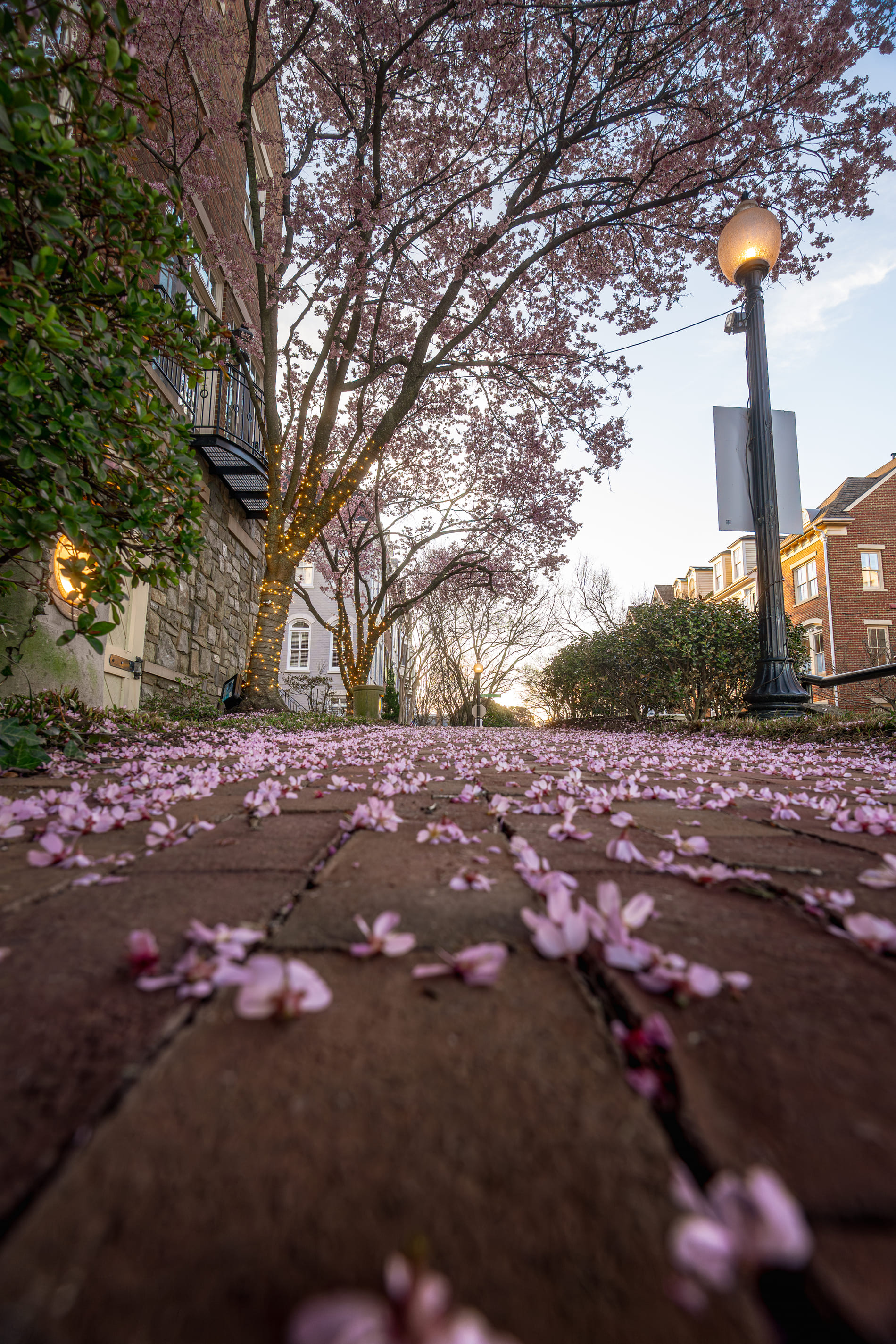 Street view of cherry blossoms falling from a tree in Alexandria, VA