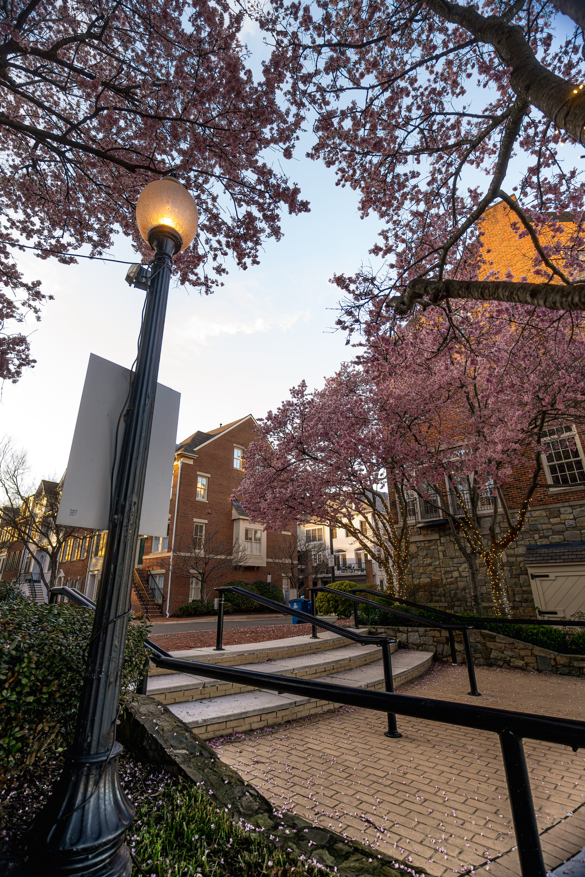 Alexandria, VA cherry blossoms falling from a tree during spring time.